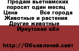 Продам вьетнамских поросят,один месяц › Цена ­ 3 000 - Все города Животные и растения » Другие животные   . Иркутская обл.